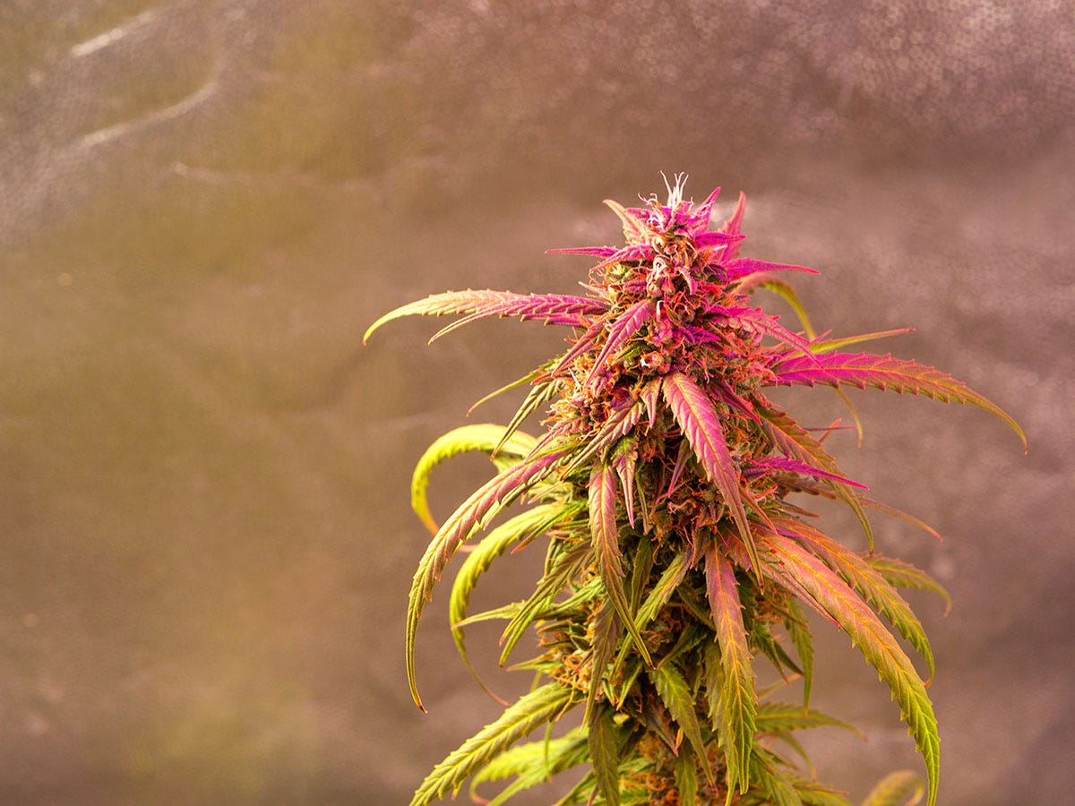 Cannabis plant with grow lights shining on it