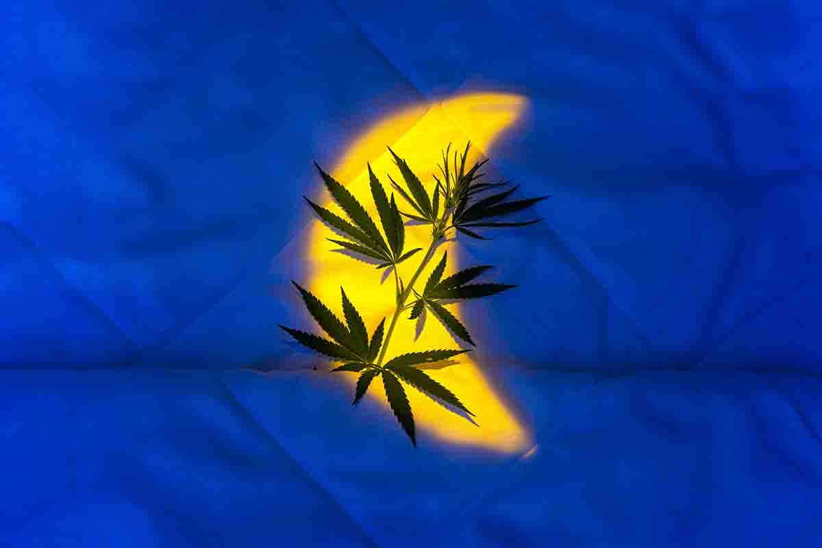 Yellow crescent moon projected over a cannabis plant