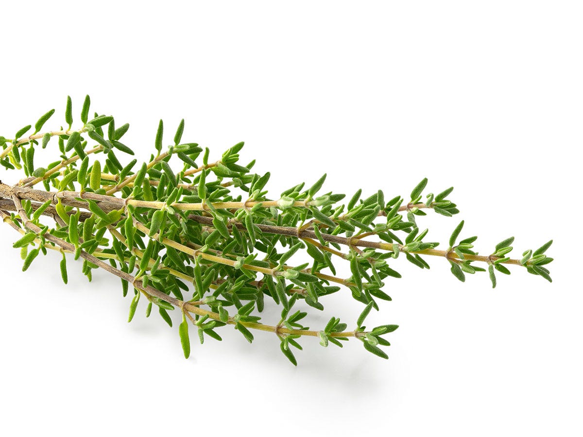 Sage plant on a white background