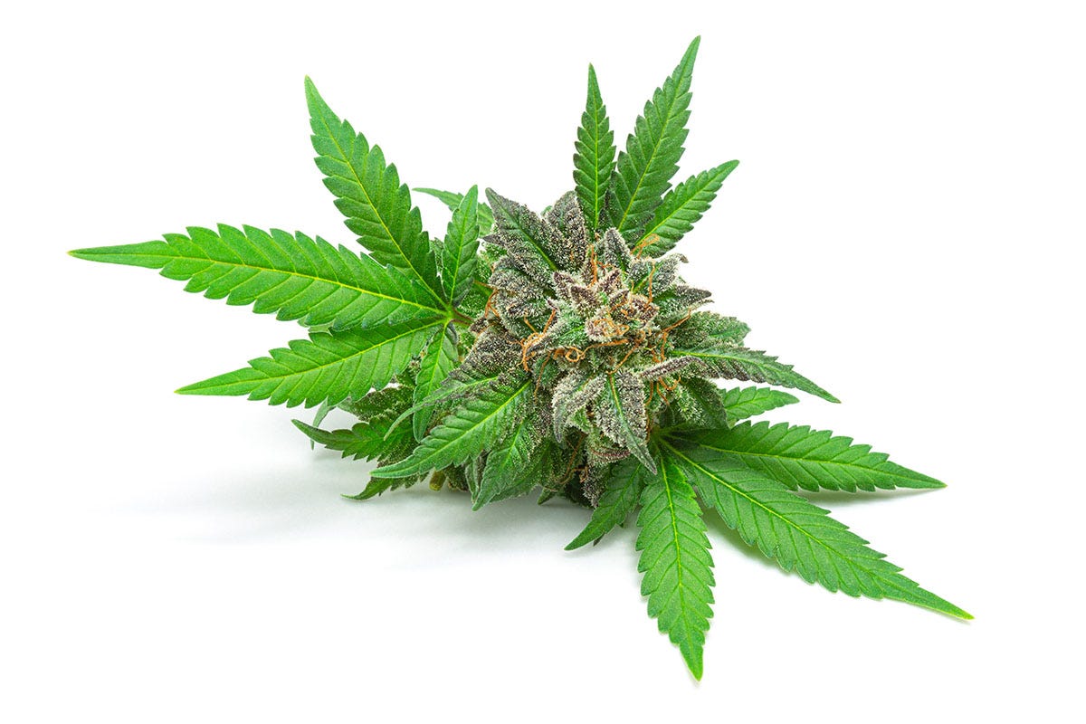 Cannabis flower on top of a full plant on a white background