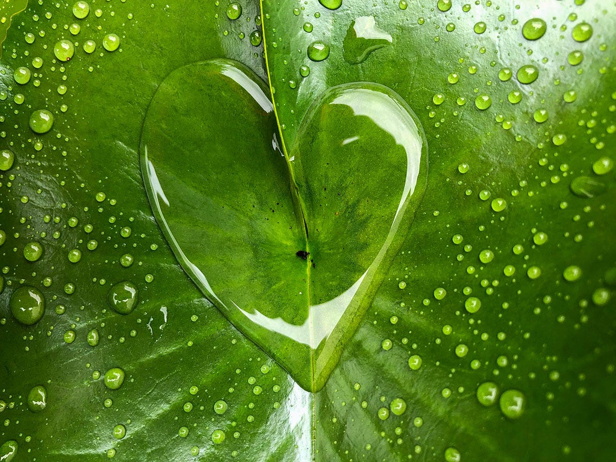 A heart made of water sitting on a green leaf