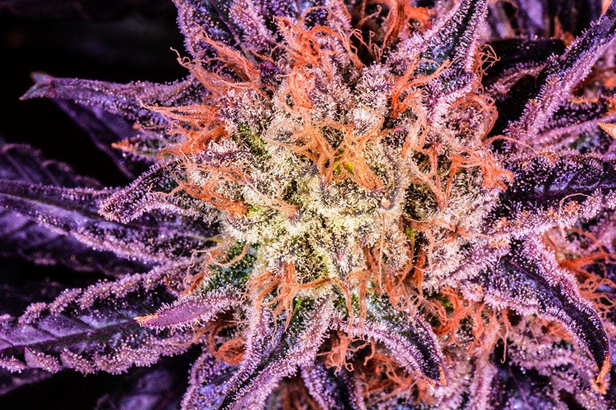 Macro shot of cannabis flower, highlighting the oranges and purples