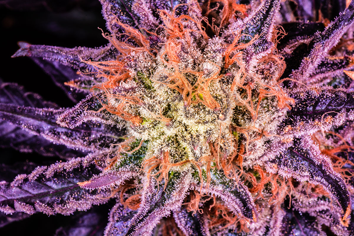 Macro shot of a green, purple, and orange cannabis bud