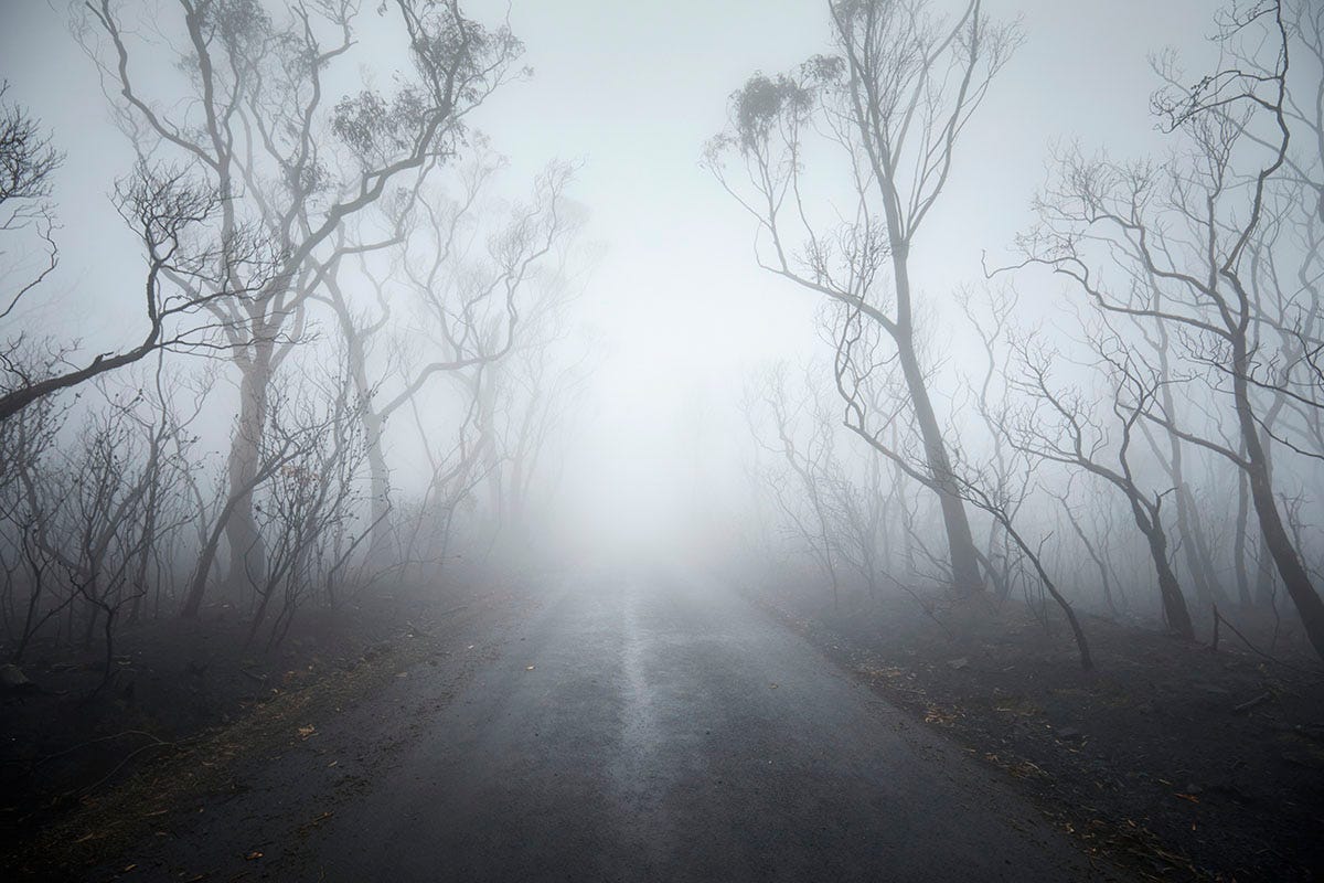 Fog floating around a path between trees