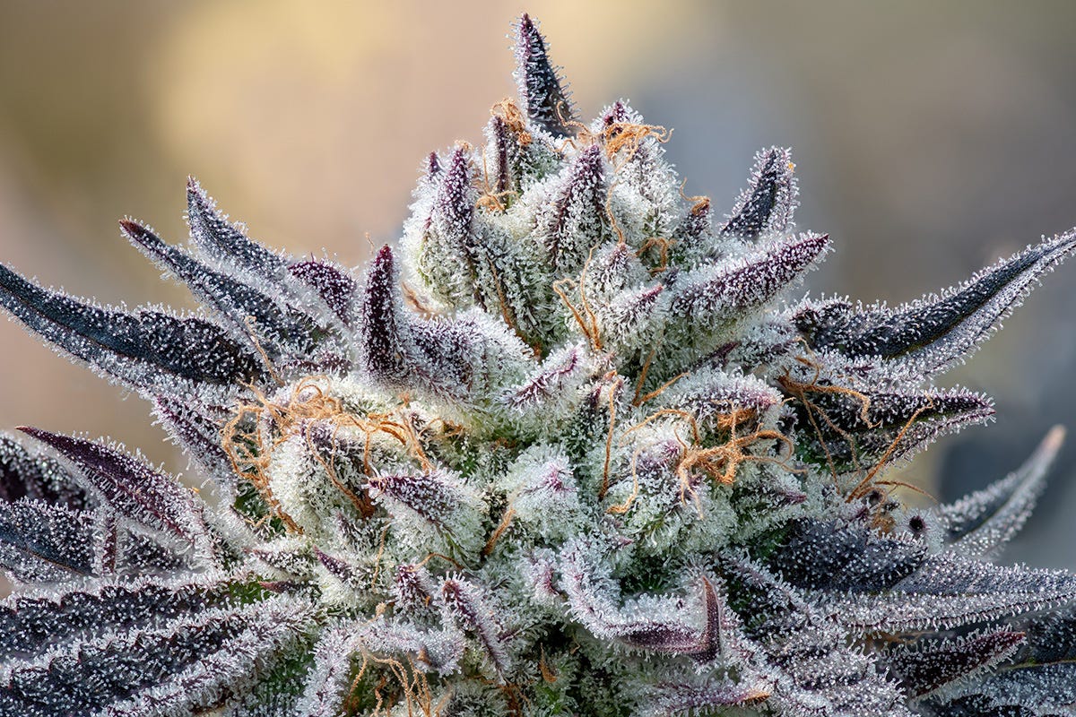 Macro shot of Granddaddy Purple