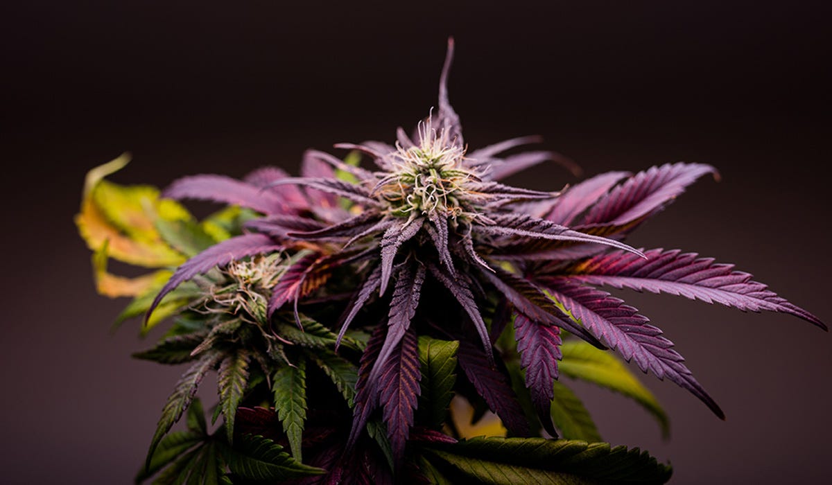 Purple Punch cannabis plant