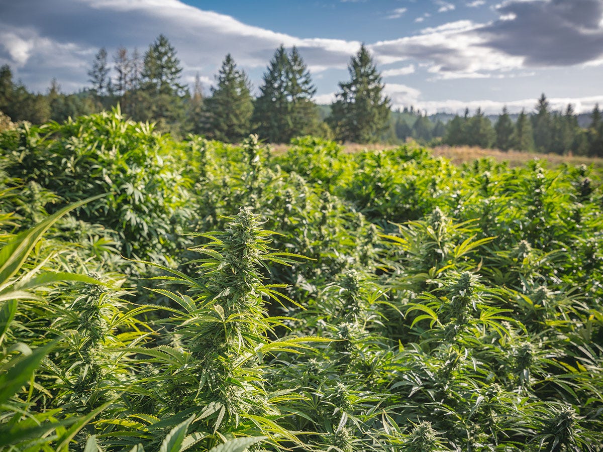 Field of cannabis plants growing under a sunny sky