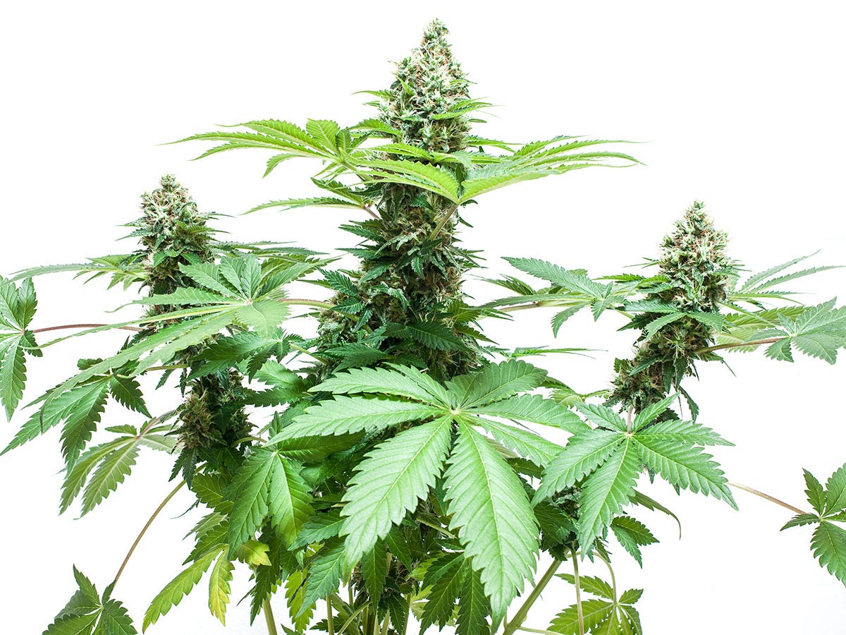 Flowering cannabis plant on a white background