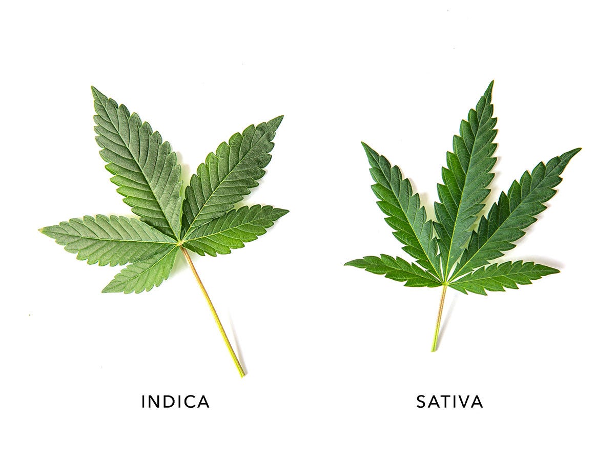 An indica leaf with the word 'indica' under it next to a sativa leaf with the word 'sativa' under it