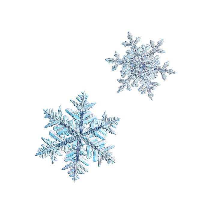 Close up on two snowflakes on a white background