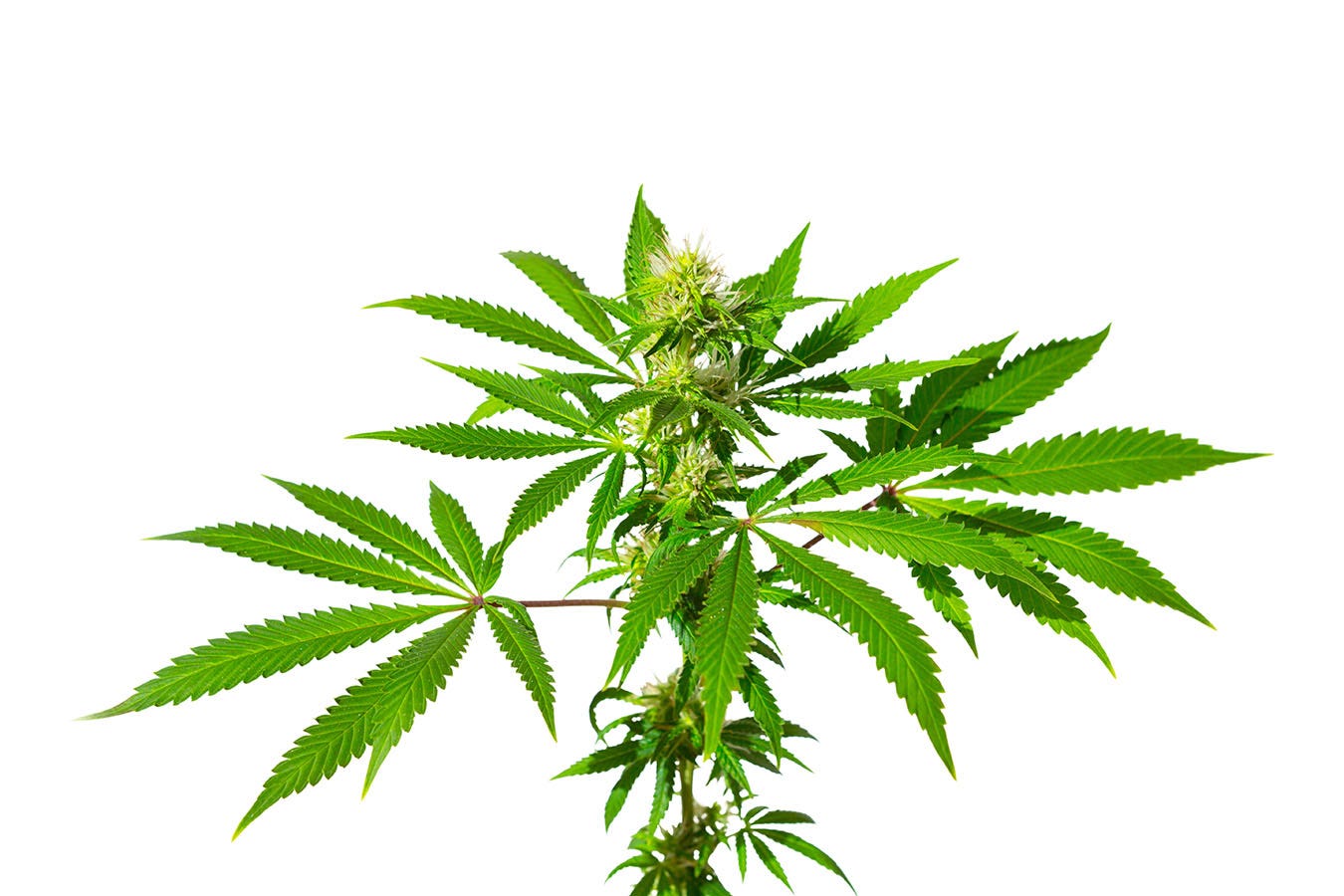 Jack Herer cannabis plant