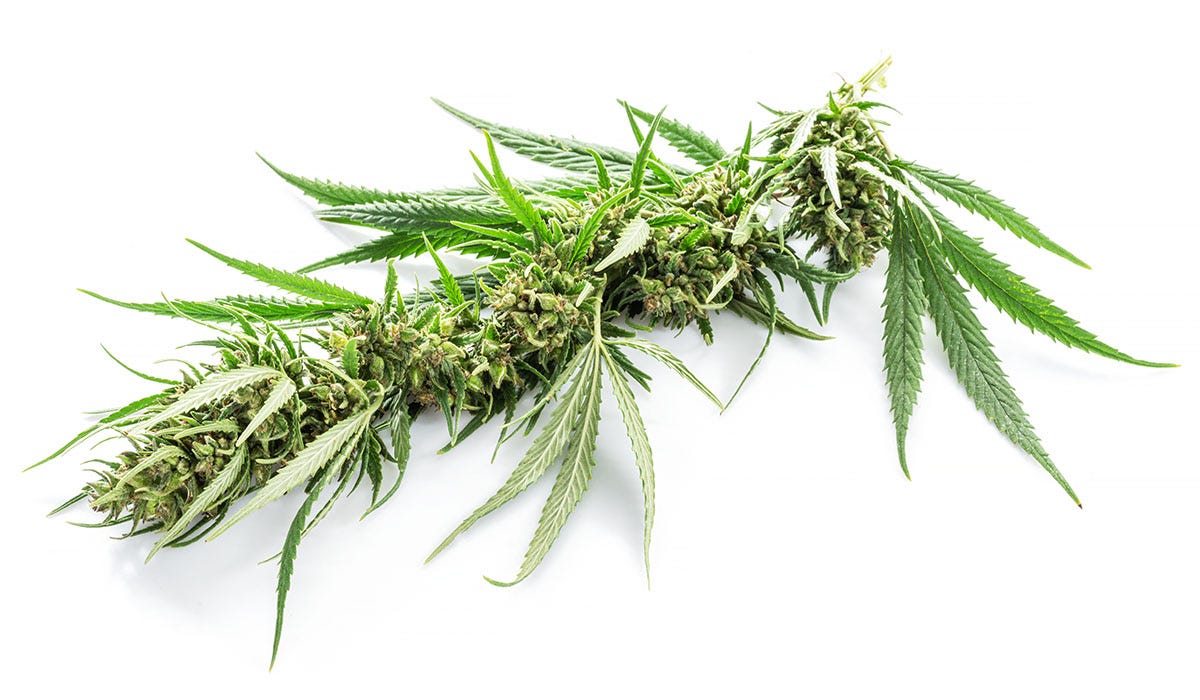 Top half of a cannabis plant on a white background