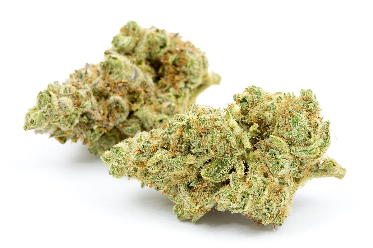 Two cannabis buds on a white background