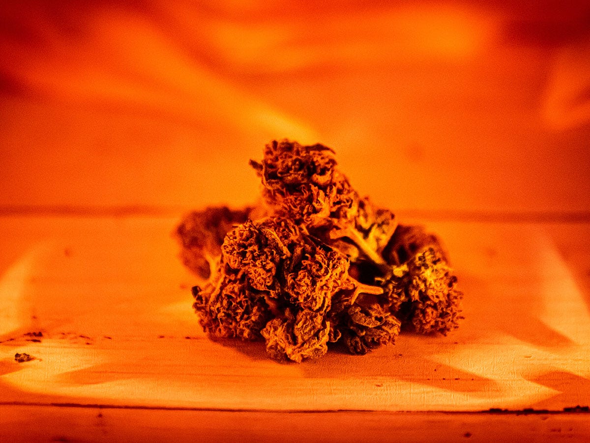 Pile of cannabis flower buds bathed in orange light