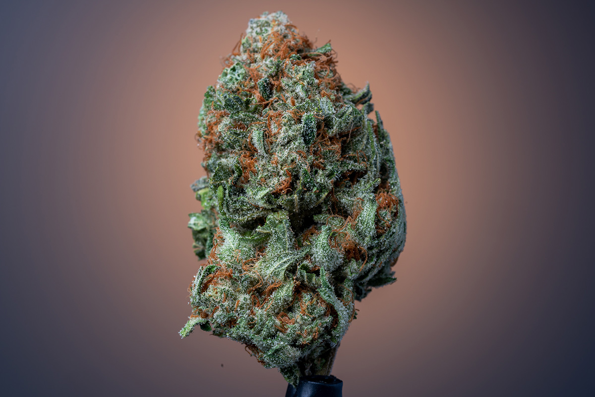 Green Crack cannabis flower on a dark background