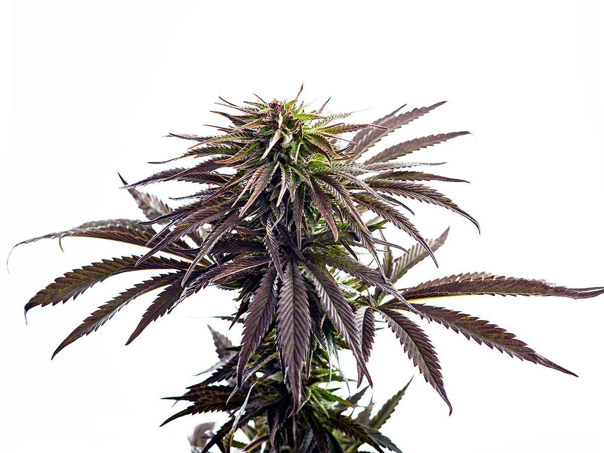 Sativa plant on a white background