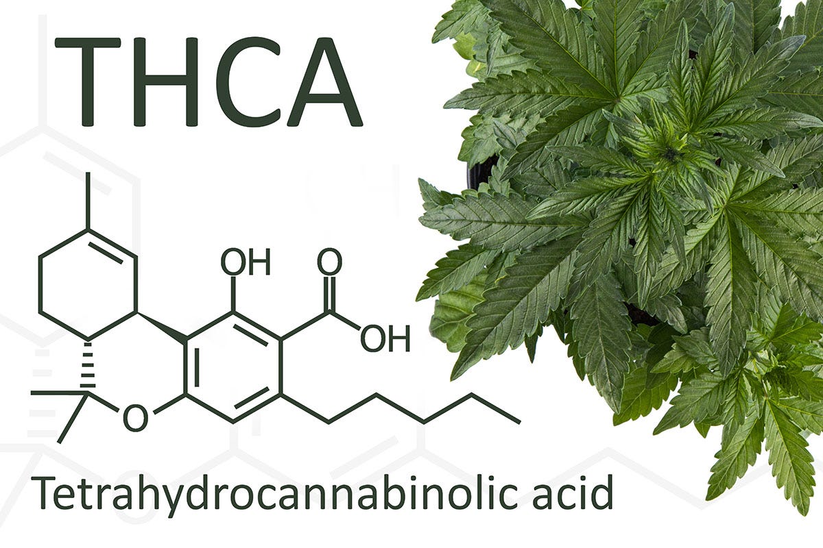 THCA chememical structure next to green fan leaves
