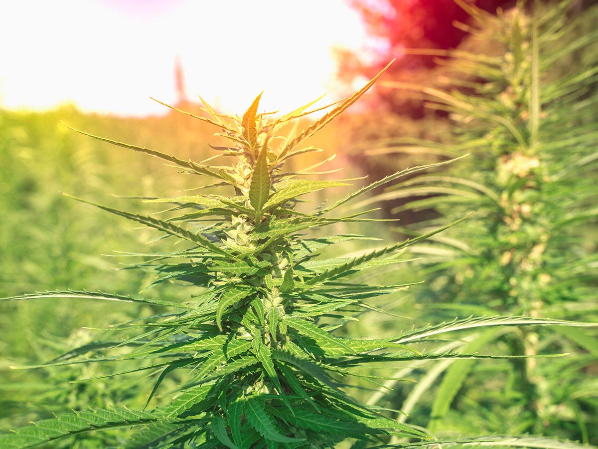 Cannabis plant growing outside in the sun