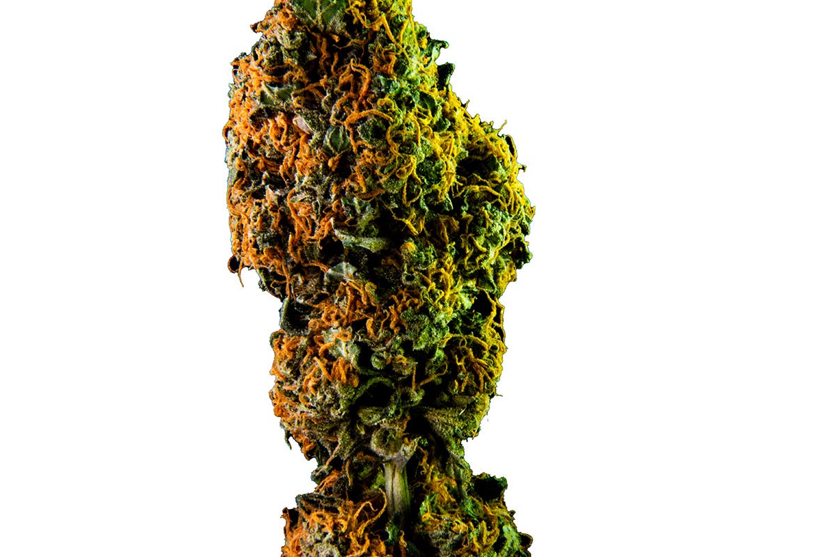 Trainwreck cannabis flower bud on a white background