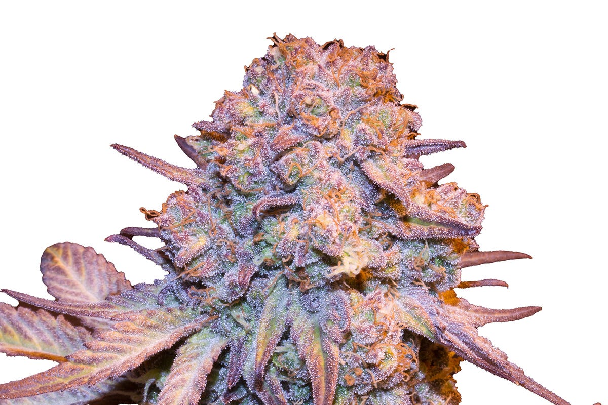 Purple Trainwreck cannabis plant