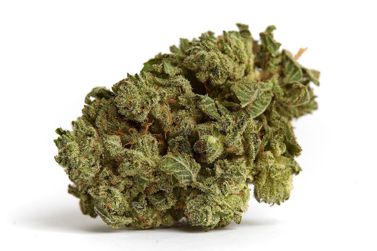 Green cananbis bud on a white background
