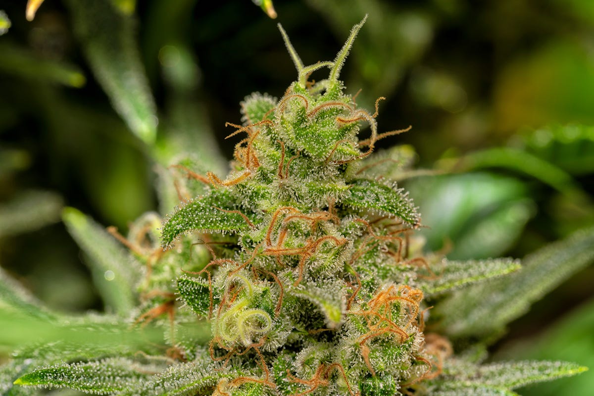 Macro shot of a White Widow cannabis plant
