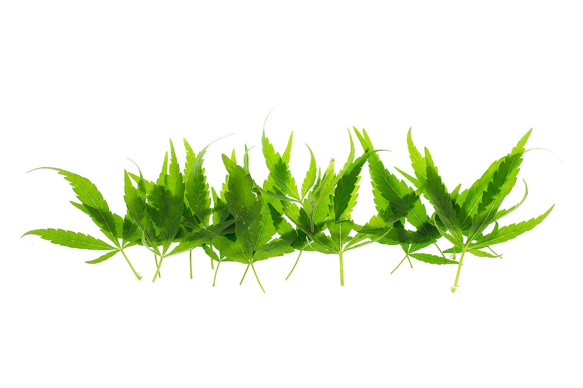 Row of bright green cannabis fan leaves